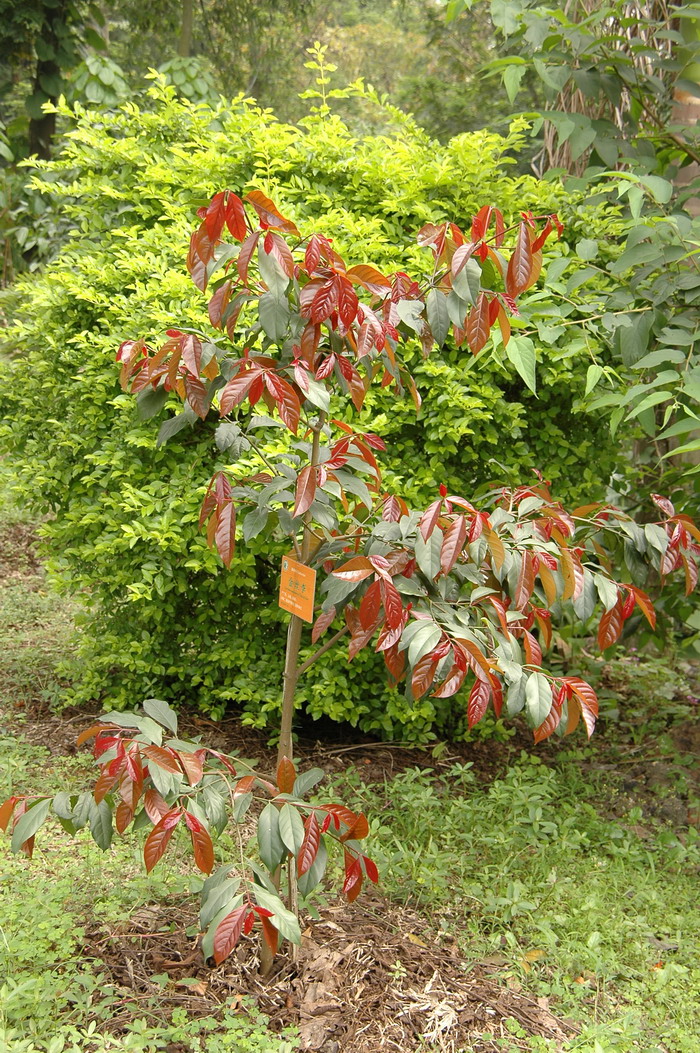 金丝李 Garcinia paucinervis 金丝李 Garcinia paucinervis