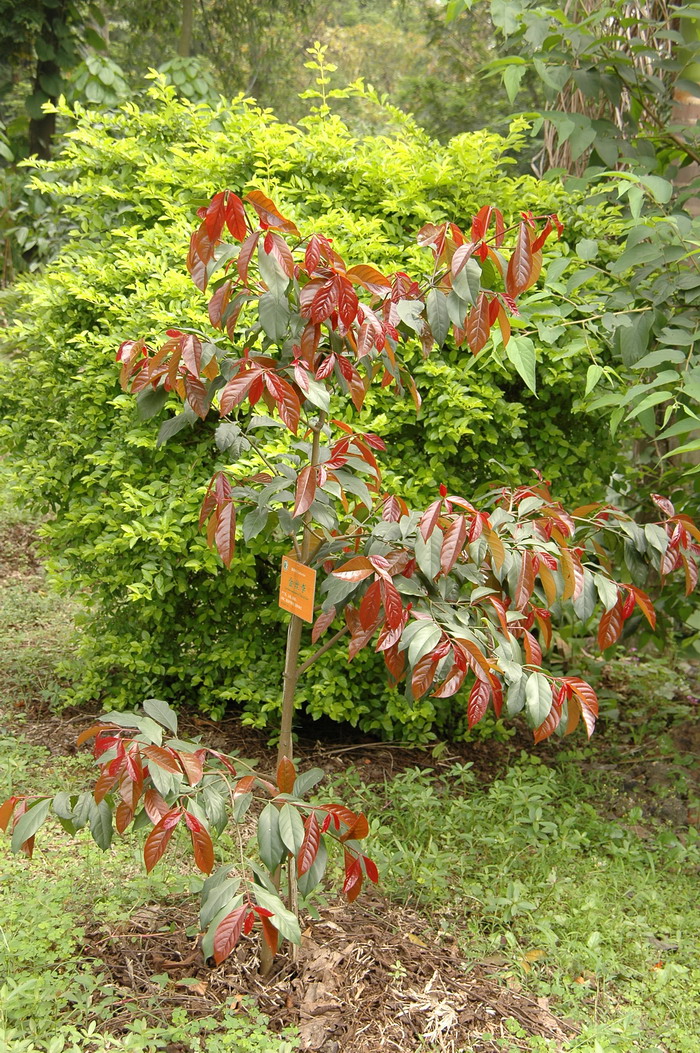 金丝李 Garcinia paucinervis