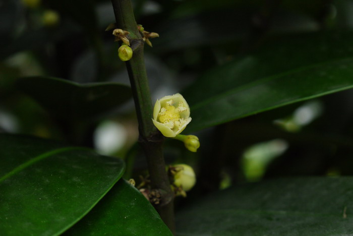 菲岛福木Garcinia subelliptica 菲岛福木Garcinia subelliptica