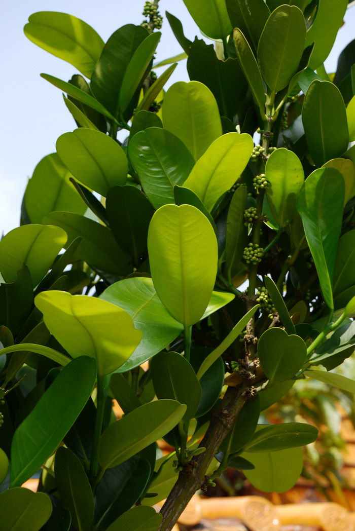 菲岛福木Garcinia subelliptica 菲岛福木Garcinia subelliptica