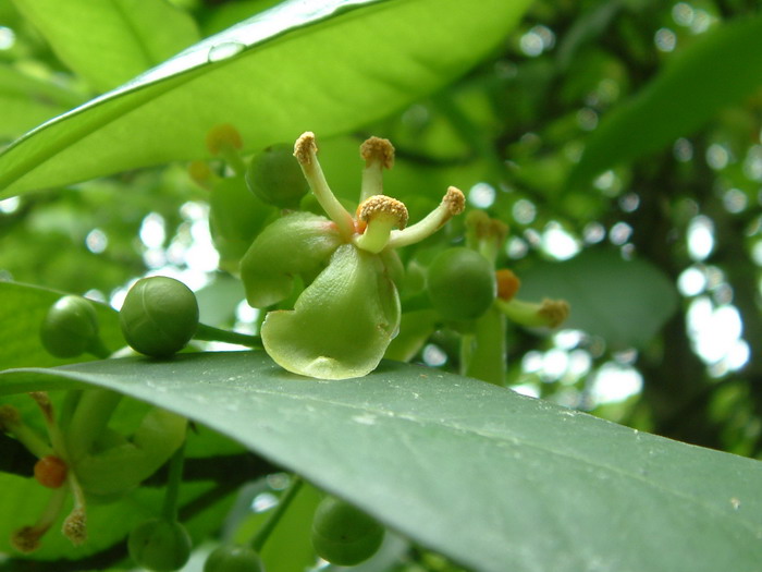 油山竹Garcinia tonkinensis 油山竹Garcinia tonkinensis