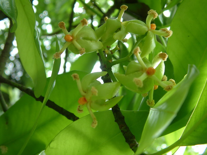 油山竹Garcinia tonkinensis 油山竹Garcinia tonkinensis