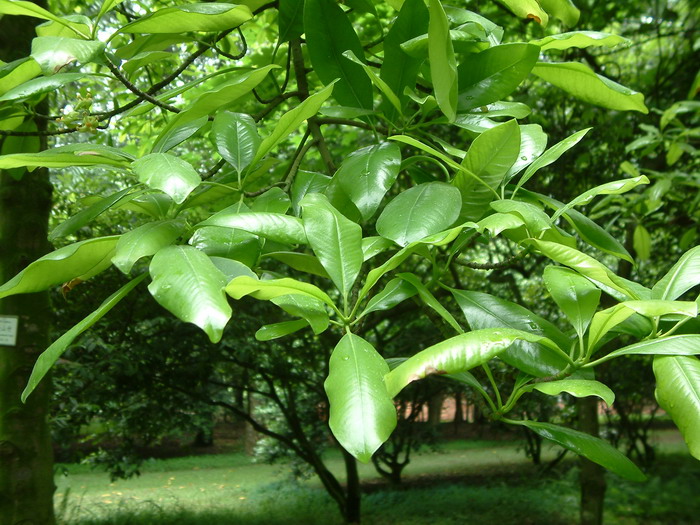 油山竹Garcinia tonkinensis 油山竹Garcinia tonkinensis
