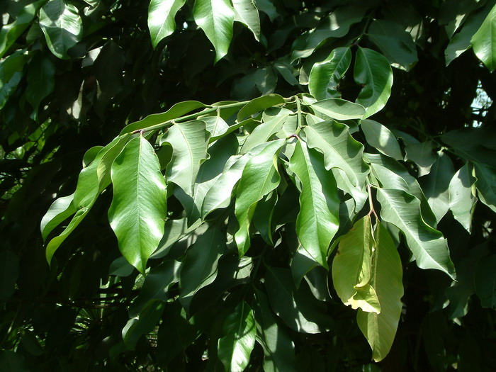 版纳藤黄Garcinia xipshuanbannaensis