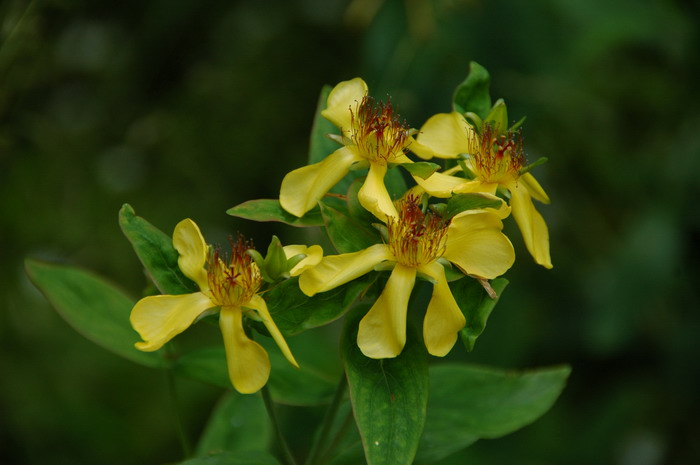 长柱金丝桃Hypericum ascyron 长柱金丝桃Hypericum ascyron