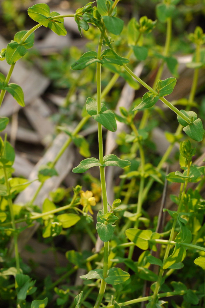 地耳草Hypericum japonicum 地耳草Hypericum japonicum