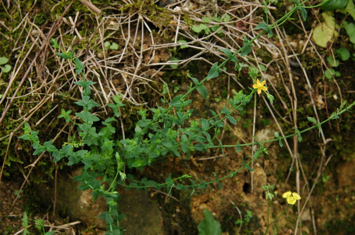 地耳草Hypericum japonicum 地耳草Hypericum japonicum