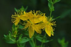贯叶连翘Hypericum perforatum