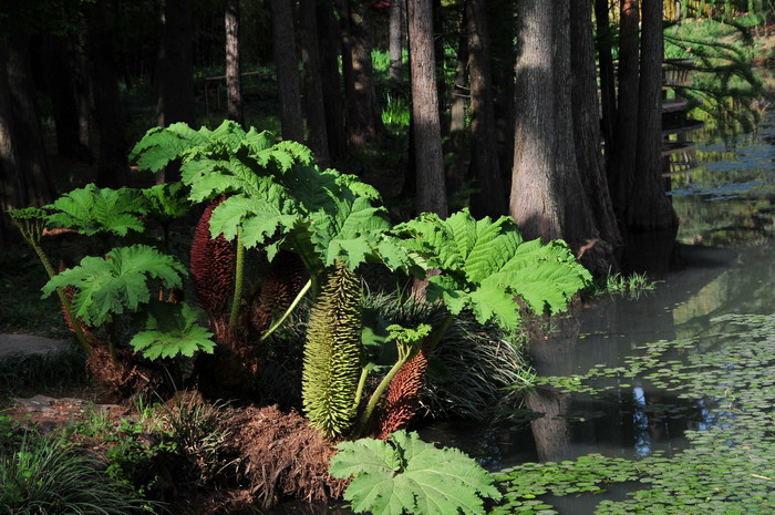 长萼大叶草Gunnera manicata 长萼大叶草Gunnera manicata