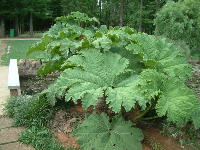 长萼大叶草Gunnera manicata 长萼大叶草Gunnera manicata