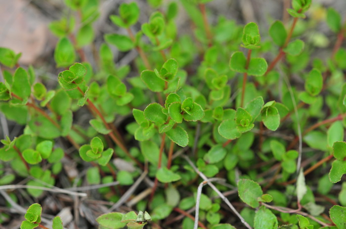 小二仙草Haloragis micrantha