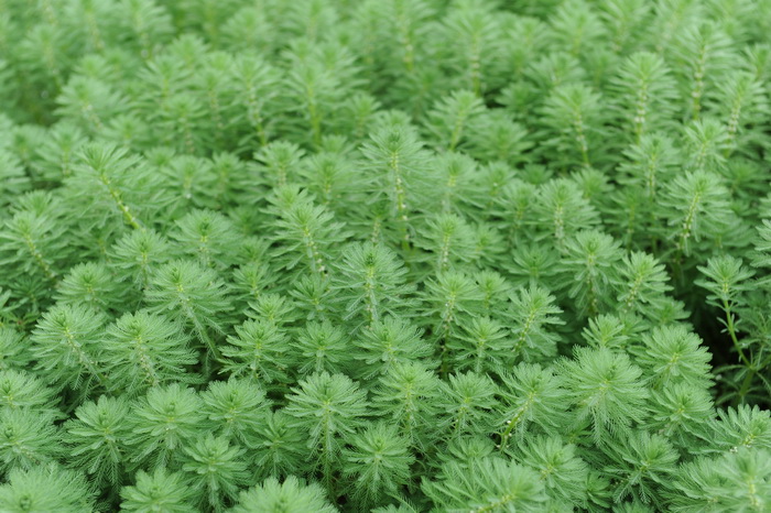 粉绿狐尾藻Myriophyllum aquaticum