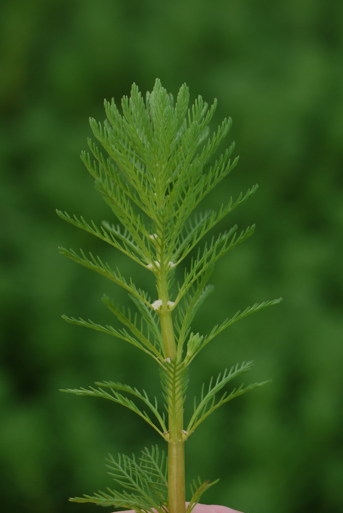 粉绿狐尾藻Myriophyllum aquaticum