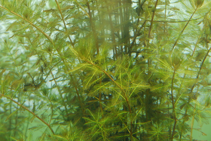 穗状狐尾藻Myriophyllum spicatum 穗状狐尾藻Myriophyllum spicatum