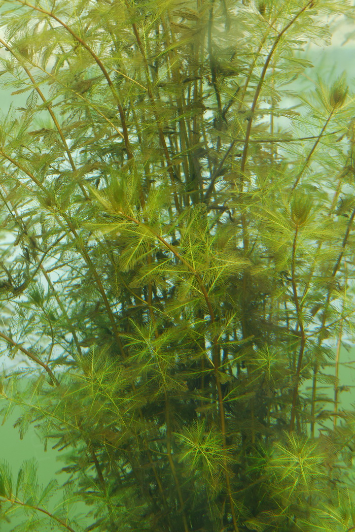 穗状狐尾藻Myriophyllum spicatum