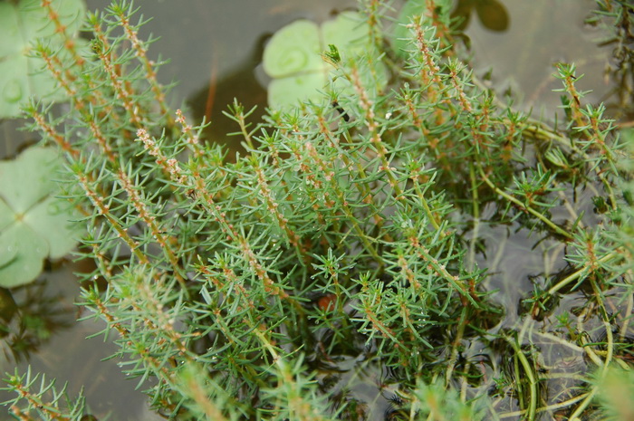 三裂狐尾藻Myriophyllum ussuriense