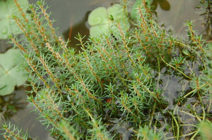 三裂狐尾藻Myriophyllum ussuriense 三裂狐尾藻Myriophyllum ussuriense
