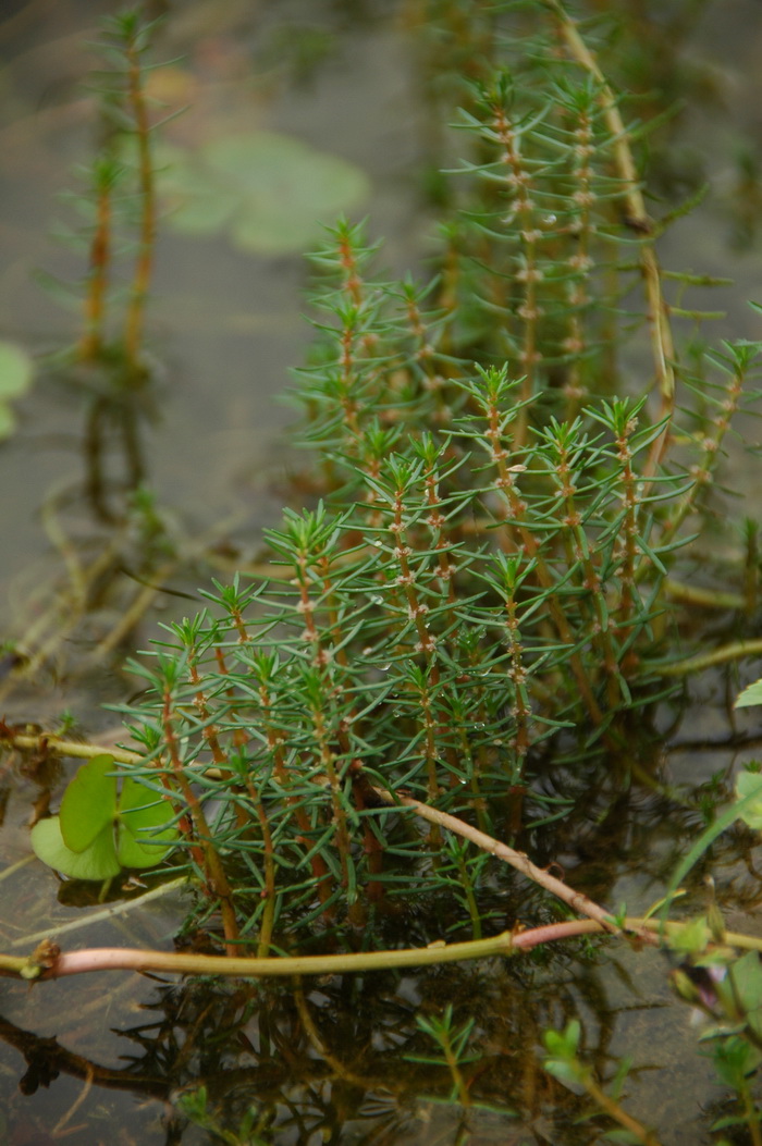 三裂狐尾藻Myriophyllum ussuriense