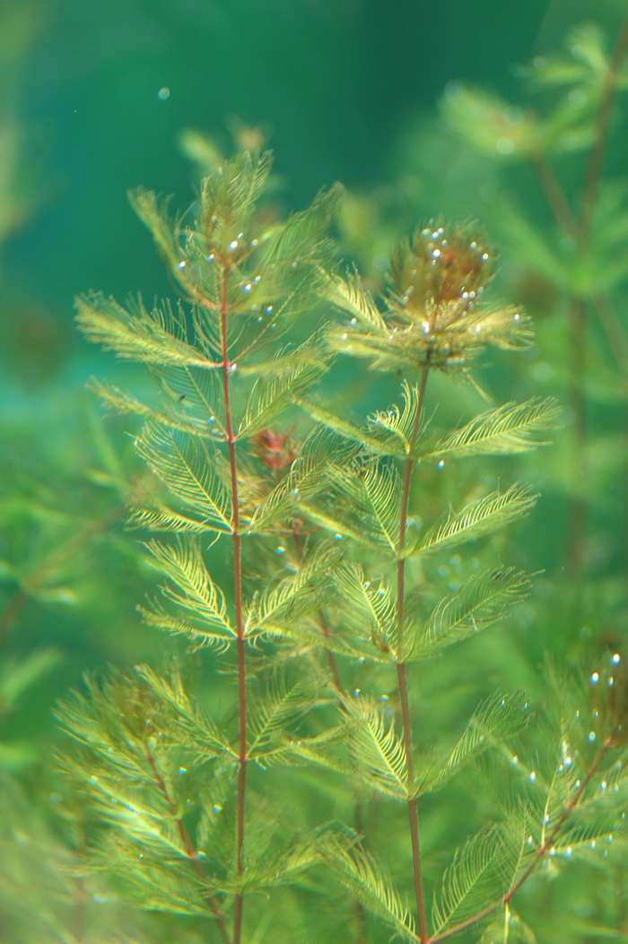 狐尾藻 Myriophyllum verticillatum 狐尾藻 Myriophyllum verticillatum