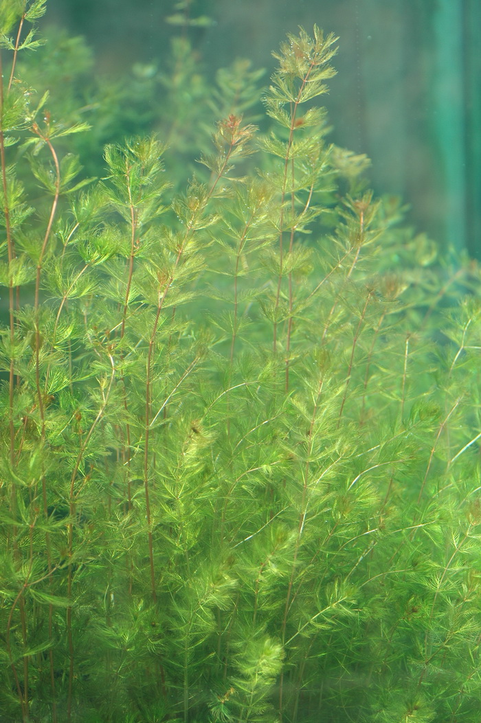 狐尾藻 Myriophyllum verticillatum