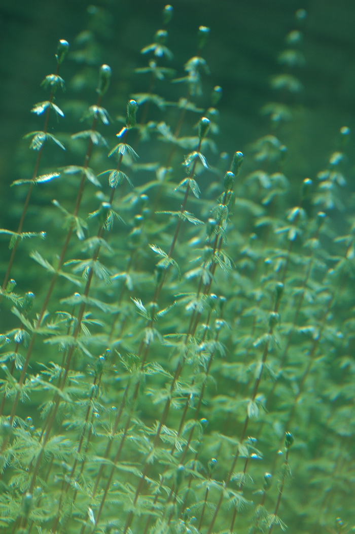 绿狐尾藻Myriophyllum quitense 绿狐尾藻Myriophyllum quitense