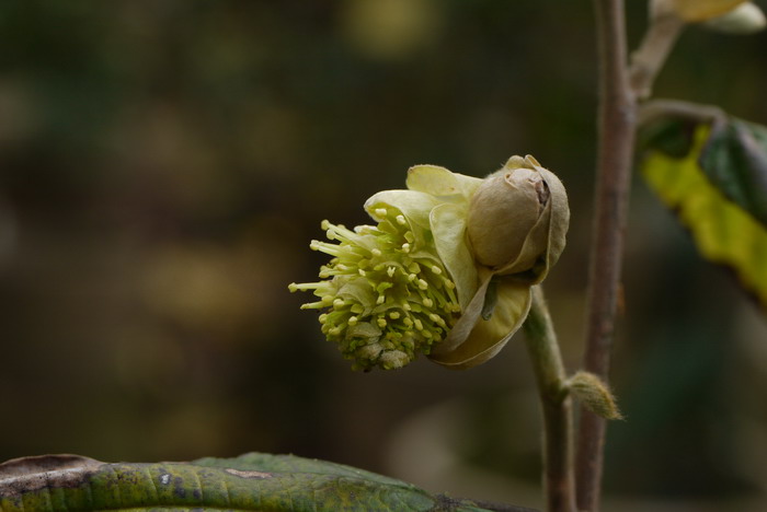 瑞木Corylopsis multiflora 瑞木Corylopsis multiflora