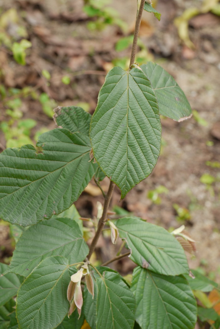 瑞木Corylopsis multiflora 瑞木Corylopsis multiflora