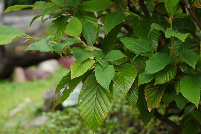 台湾瑞木Corylopsis stenopetala 台湾瑞木Corylopsis stenopetala