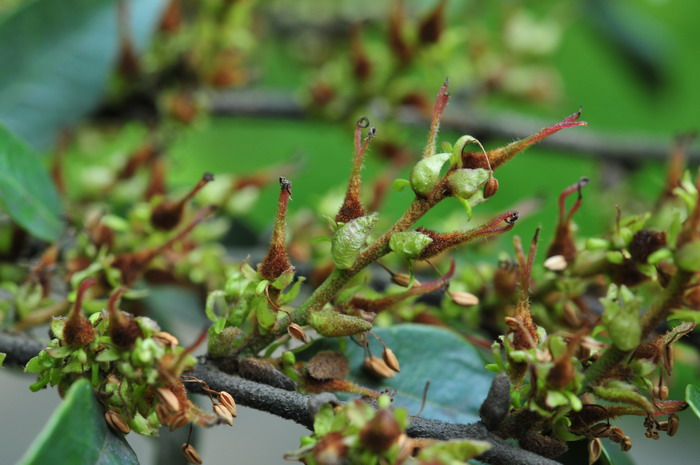 小叶蚊母树Distylium buxifolium 小叶蚊母树Distylium buxifolium