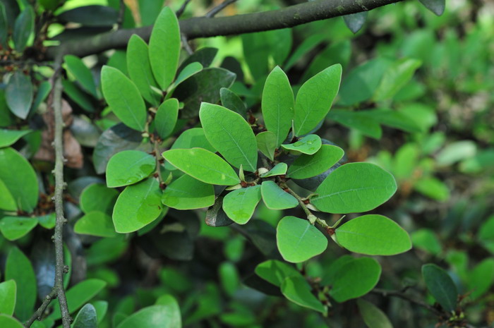 小叶蚊母树Distylium buxifolium 小叶蚊母树Distylium buxifolium