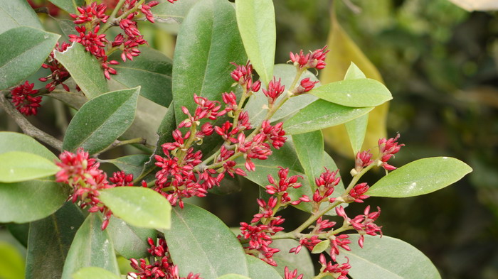蚊母树Distylium racemosum 蚊母树Distylium racemosum