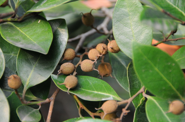 蚊母树Distylium racemosum 蚊母树Distylium racemosum