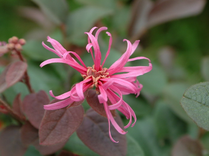 红花继木Loropetalum chinense var. rubrum 红花继木Loropetalum chinense var. rubrum