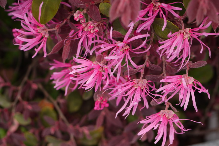 红花继木Loropetalum chinense var. rubrum 红花继木Loropetalum chinense var. rubrum