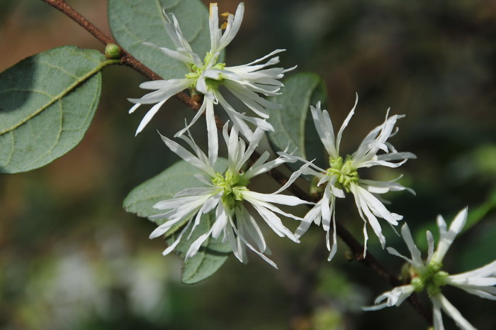 继木Loropetalum chinense 继木Loropetalum chinense