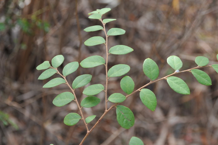 继木Loropetalum chinense 继木Loropetalum chinense