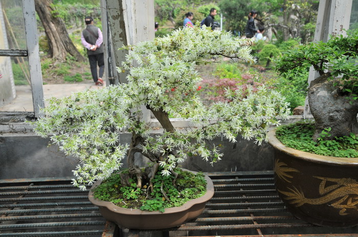 继木Loropetalum chinense 继木Loropetalum chinense