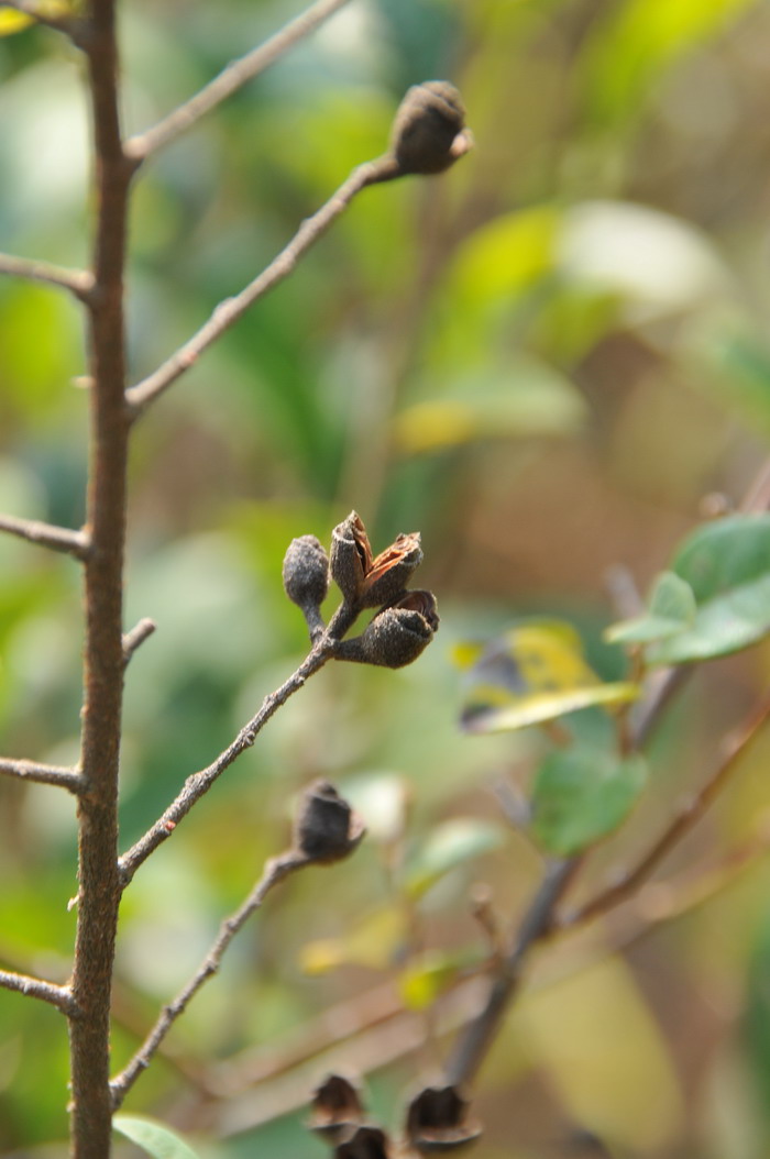 继木Loropetalum chinense