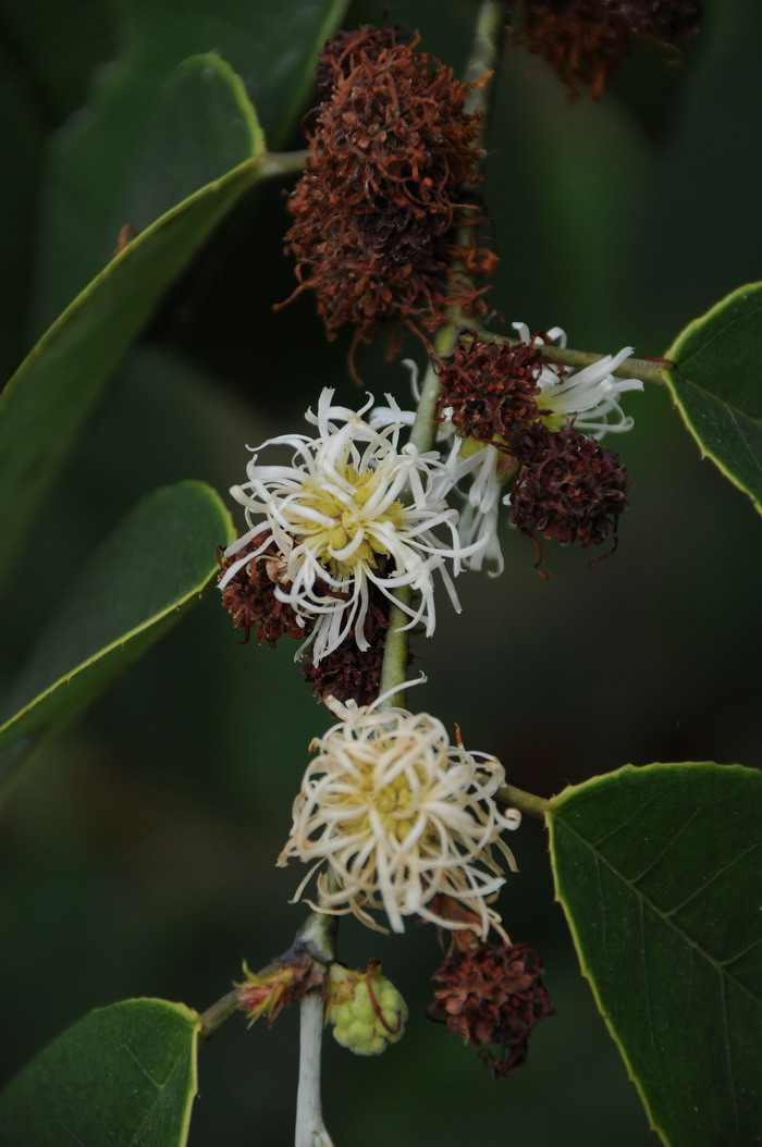四药门花Loropetalum subcordatum 四药门花Loropetalum subcordatum