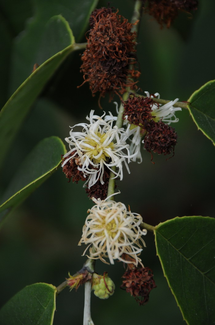 四药门花Loropetalum subcordatum