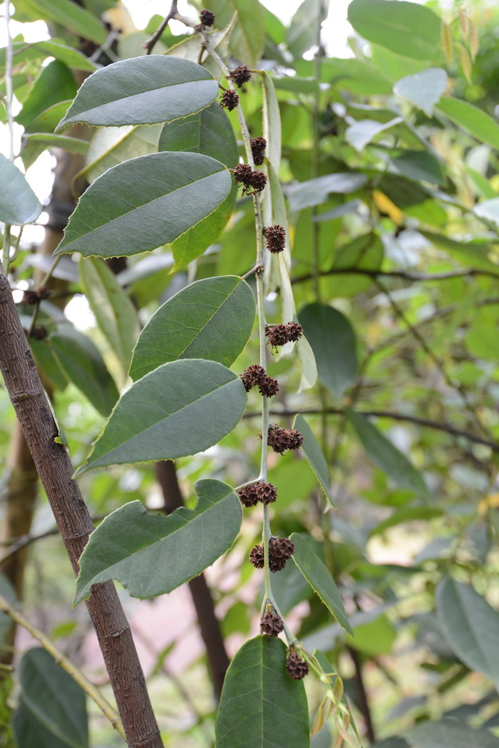 四药门花Loropetalum subcordatum 四药门花Loropetalum subcordatum