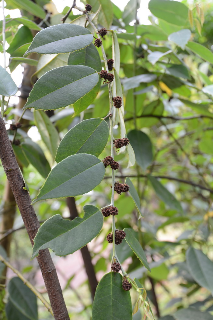 四药门花Loropetalum subcordatum