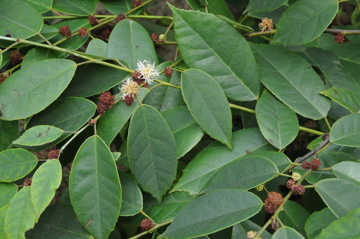 四药门花Loropetalum subcordatum 四药门花Loropetalum subcordatum