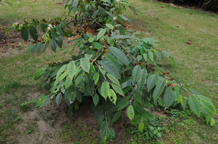 四药门花Loropetalum subcordatum