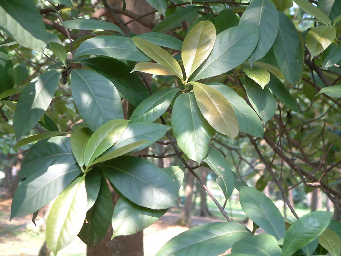 阿丁枫Altingia chinensis