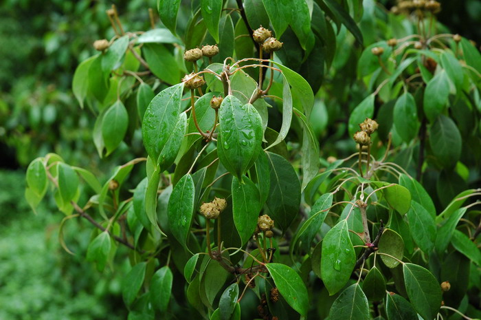 细柄蕈树Altingia gracilipes 细柄蕈树Altingia gracilipes