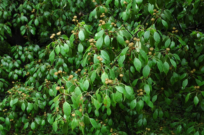细柄蕈树Altingia gracilipes