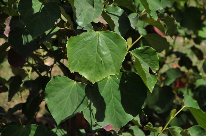 大果马蹄荷Exbucklandia tonkinensis