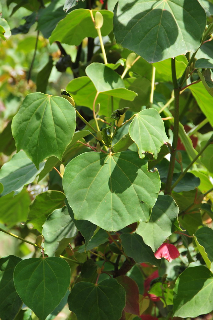 大果马蹄荷Exbucklandia tonkinensis 大果马蹄荷Exbucklandia tonkinensis