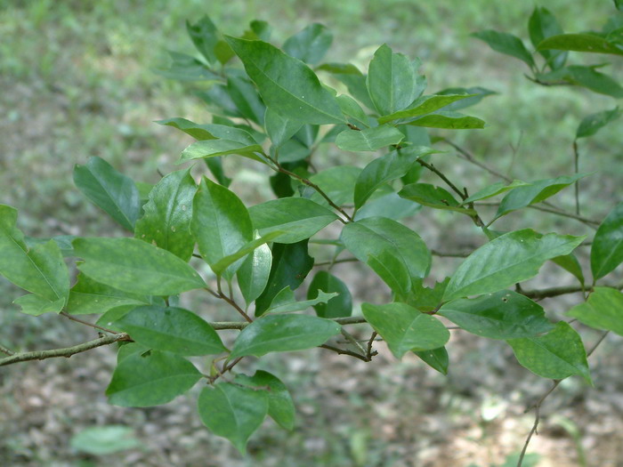 海南蕈树Altingia obovata 海南蕈树Altingia obovata